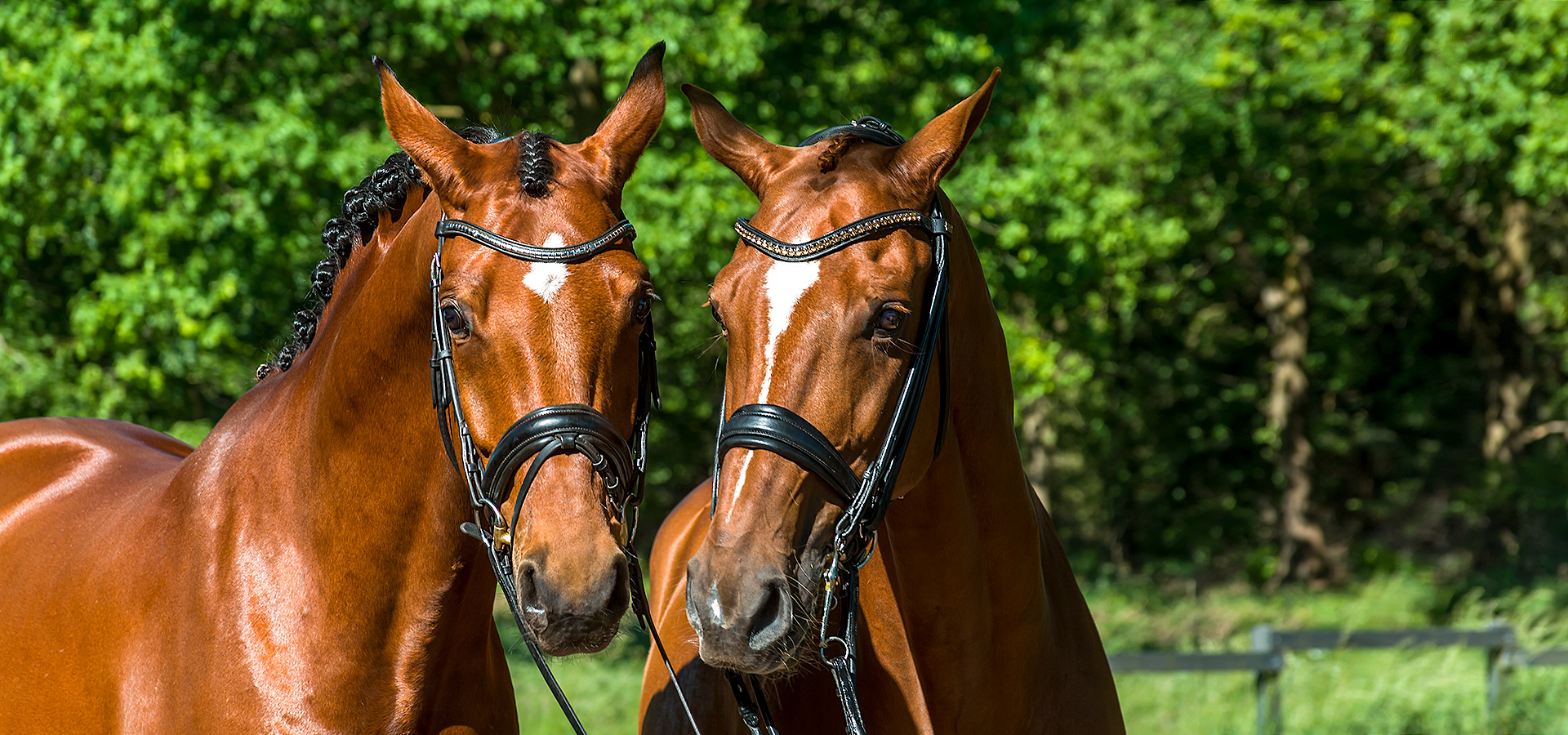 Sophia and her Beautiful Horses